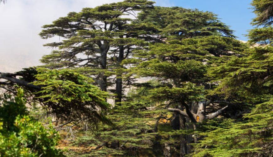 Cedars of God
