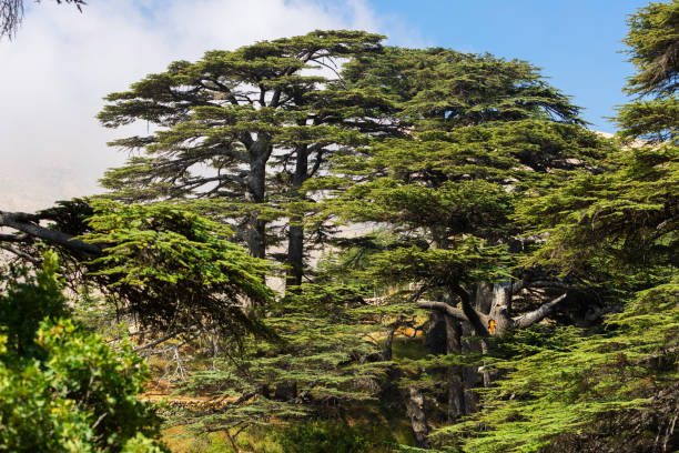 Cedars of God