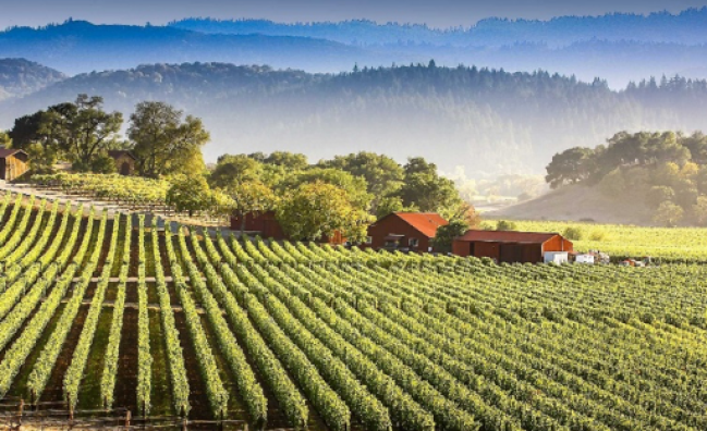 Bekaa Valley Private Wine Tasting Tour – Ksara, Kefraya, St. Thomas
