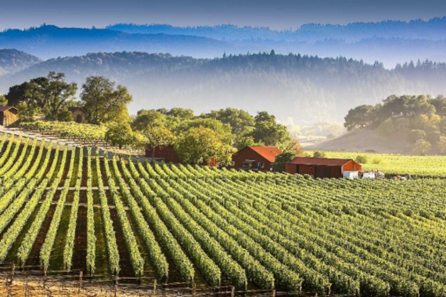 Bekaa Valley Private Wine Tasting Tour – Ksara, Kefraya, St. Thomas