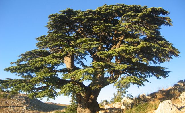 Cedars of God & Qadisha Valley – Mountain Heritage Day Tour