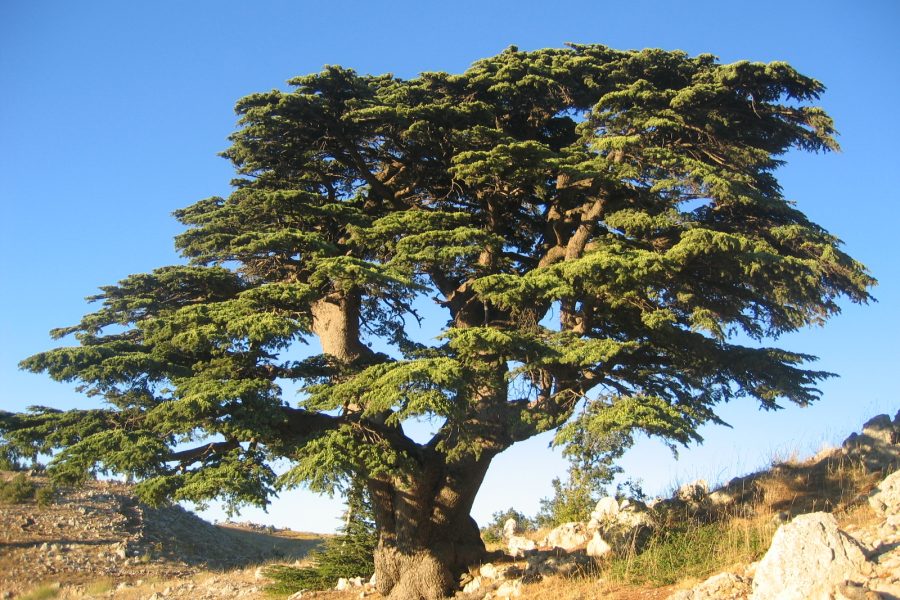 Cedars of God & Qadisha Valley – Mountain Heritage Day Tour